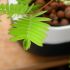 Mimosa pudica